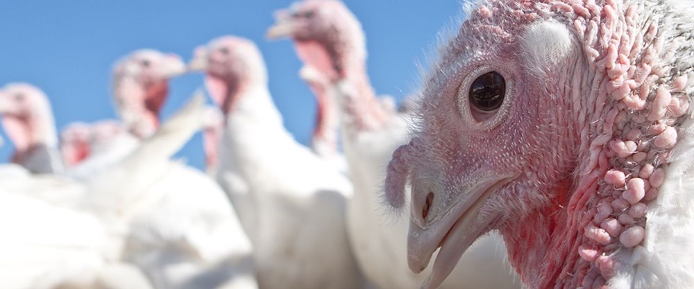 Turkeys - Birds to slaughter