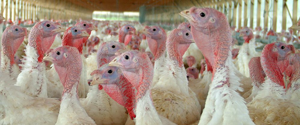 Turkey hens